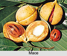 Mace, Indian Spice