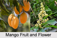 Mango Tree, Indian Tree