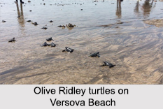 Versova Beach, Mumbai