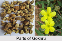 Gokhru, Indian Medicinal Plant