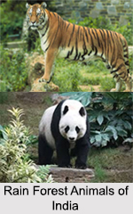 Rain Forests of India