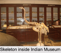 Indian Museum, Kolkata, West Bengal