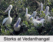 Vedanthangal Bird Sanctuary, Tamil Nadu