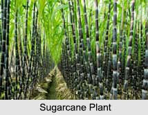 Sugarcane, Indian Food Crop