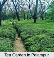Palampur, Himachal Pradesh