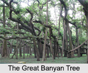Acharya Jagadish Chandra Bose Indian Botanic Garden, Kolkata