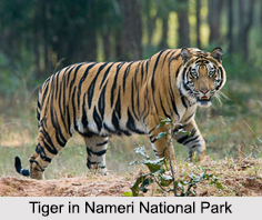 Nameri National Park, Sonitpur District, Assam