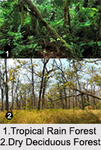 Types of Forest in India