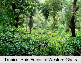 Indian Tropical Rain Forests