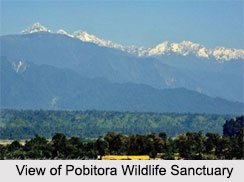 Pobitora Wildlife Sanctuary, Assam