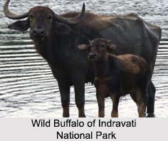 Indravati National Park, Chhattisgarh
