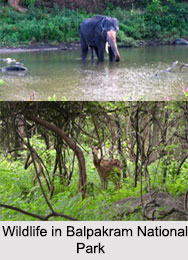 Balpakram National Park, Garo Hills, Meghalaya