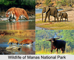 Manas National Park, Assam