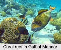Gulf of Mannar Marine National Park, Tamil Nadu