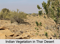 Indian Vegetation