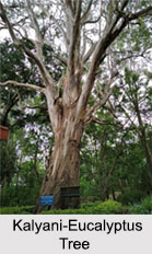 Horsley Hills, Chittoor, Andhra Pradesh