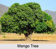 Indian Trees