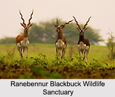 Wildlife Sanctuaries of Karnataka