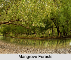 Natural Vegetation in India