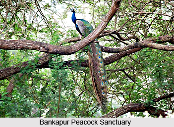 Bankapur Peacock Sanctuary, Bankapura, Haveri District