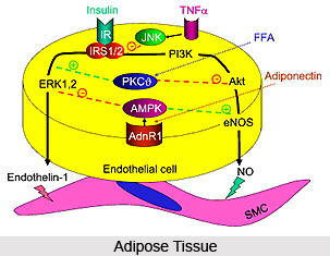 Meda  , Adipose Tissue