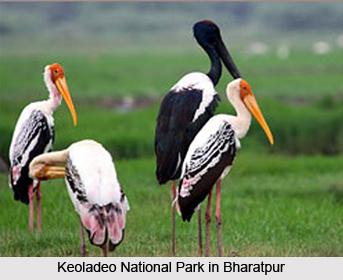 Travel Information in Bharatpur, Rajasthan