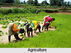 Economy of North 24 Pargana District, West Bengal