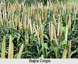 Major Crops of Mughal India