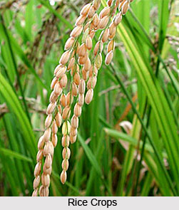 Major Crops of Mughal India