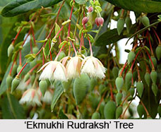 Rudraksha Therapy