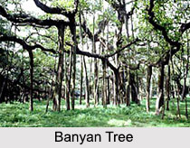 Trees In Indian Mythology and Folklore
