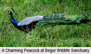Begur Wildlife Sanctuary, Wayanad District, Kerala