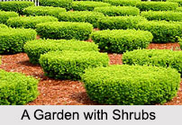 Indian Shrubs