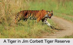 Tiger Reserves in India