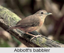 Abbott`s Babbler, Indian Bird