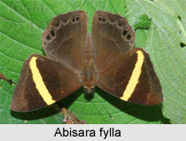 Butterfly, Indian Species