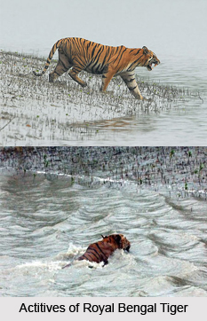 Sundarbans Tiger Reserve