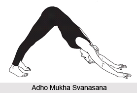 Adho Mukha Svanasana