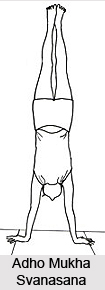 Hatha Yoga Asanas