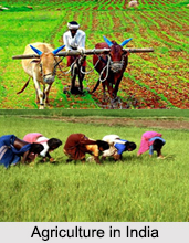 Occupation in Indian Villages