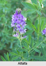 Uses of Alfalfa