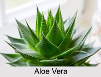 Indian Herbs
