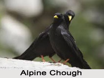 Alpine Chough, Indian Bird