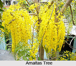 Amaltas, Indian Medicinal Plant