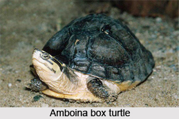 Amboina Box Turtle, Indian Reptile