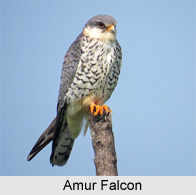Amur Falcon, Indian Bird