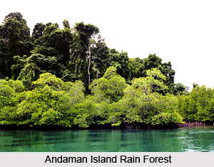 Andaman Islands Rain Forests