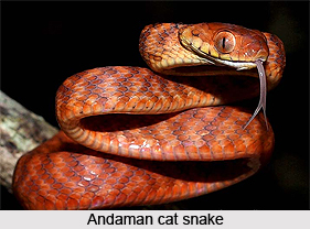 Andaman Cat Snake, Indian Reptile
