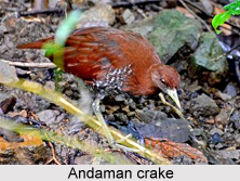 Andaman crake, Indian Bird