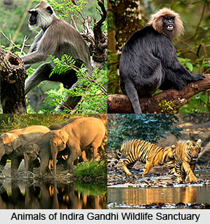 Indira Gandhi Wildlife Sanctuary